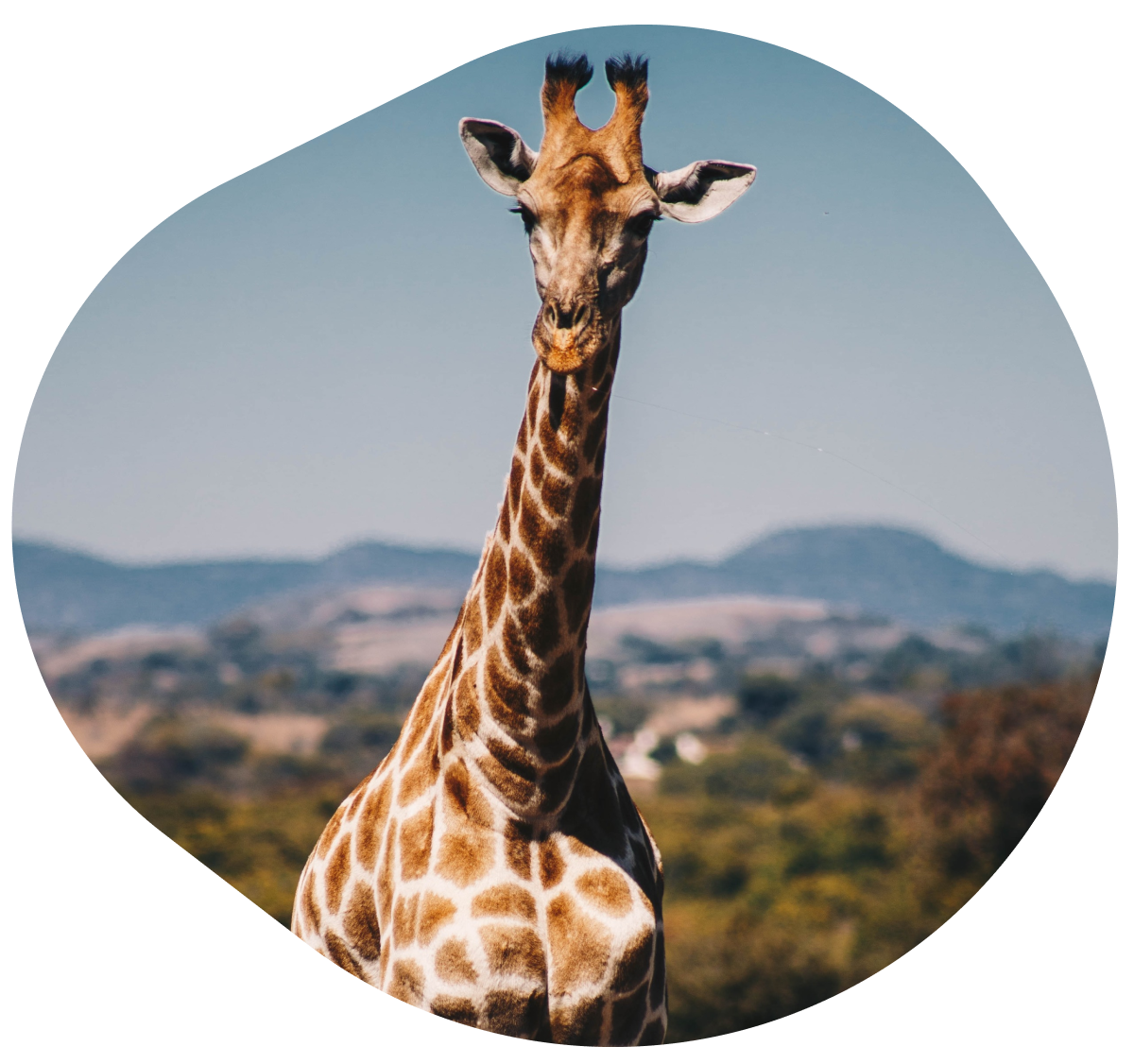 https://myfahlo.com/cdn/shop/files/giraffe-adventure_1200x.png?v=1711966425