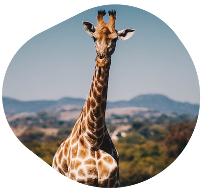 https://myfahlo.com/cdn/shop/files/giraffe-adventure_1200x.png?v=1711966425