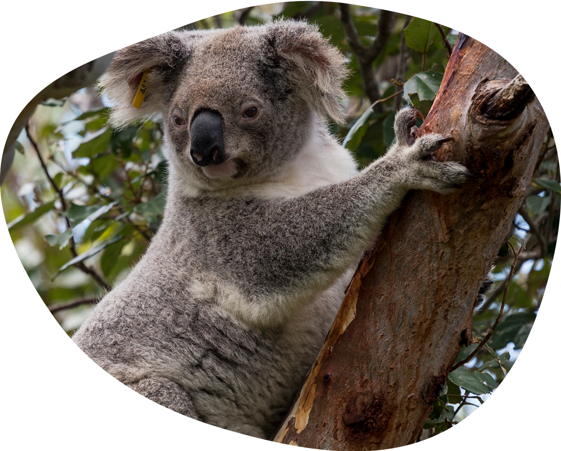 https://myfahlo.com/cdn/shop/files/koala-adventure_1200x.png?v=1746713877