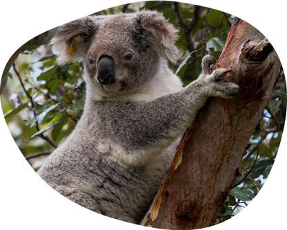 https://myfahlo.com/cdn/shop/files/koala-adventure_1200x.png?v=1746713877