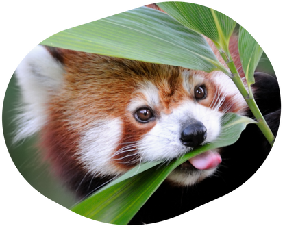 https://myfahlo.com/cdn/shop/files/red-panda-adventure-blob-2_1200x.png?v=1758717967